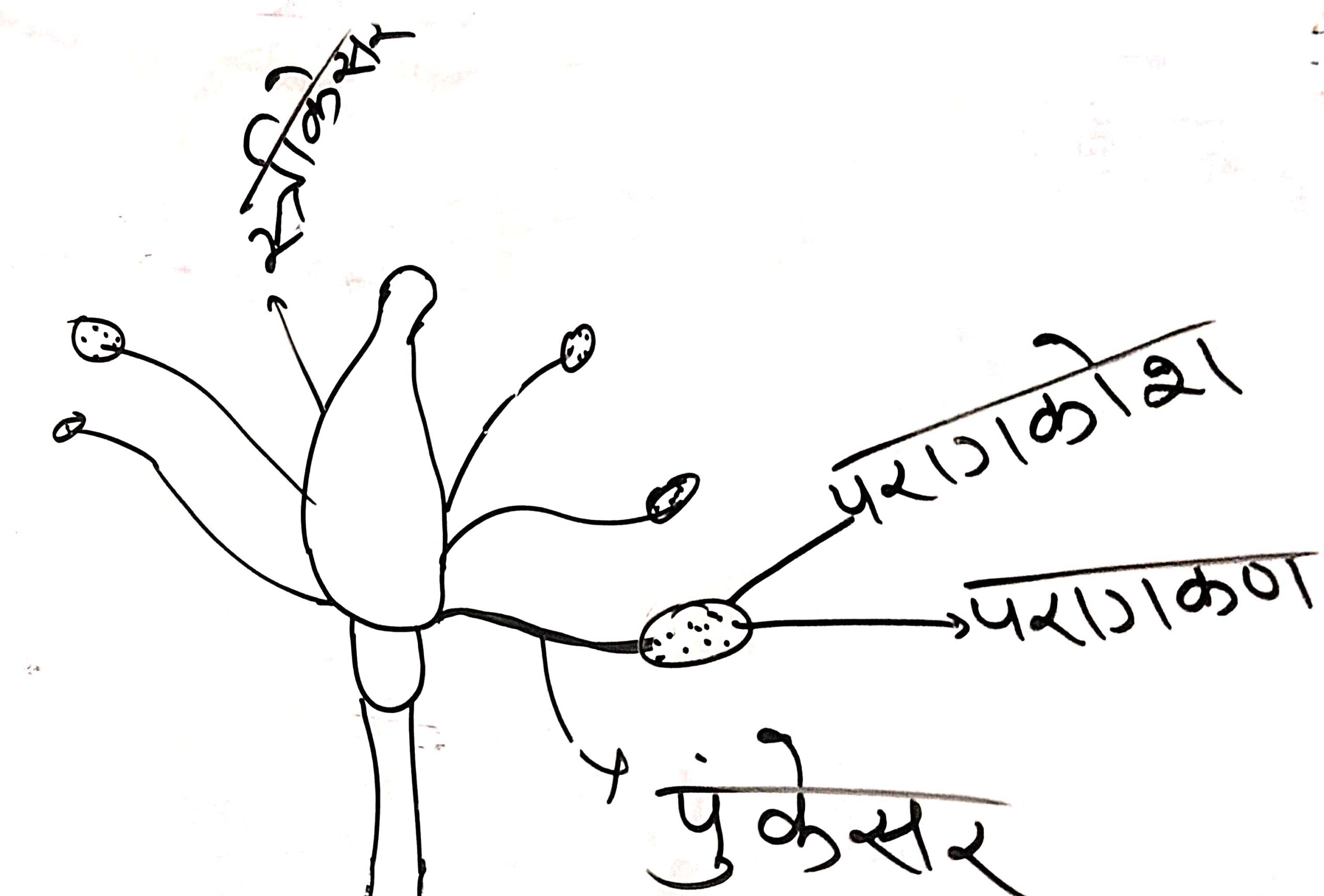 BSEB Class 6 Science Chapter 8. फुलों से जान-पहचान | Phoolon Se Jaan Pehchan Class 6th Science Solutions